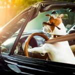Do I need to get special dog car seats for my pets?